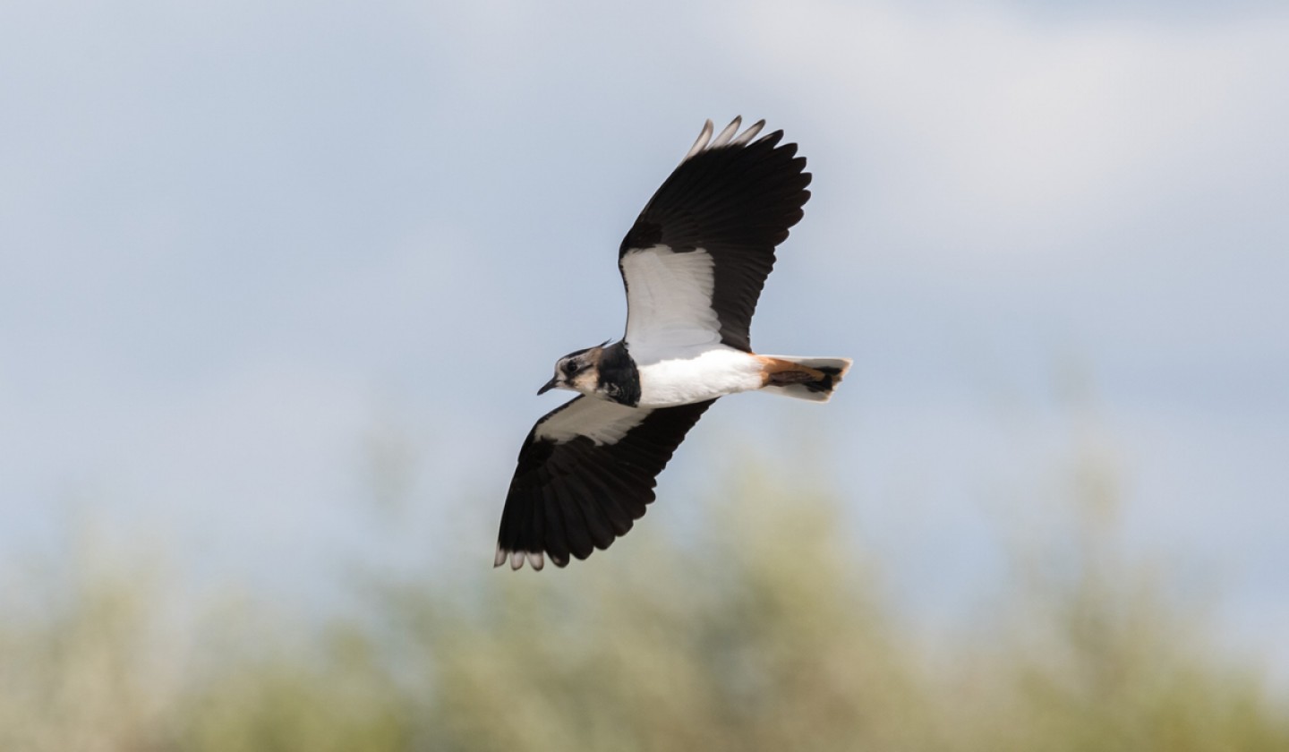 Lapwing flying